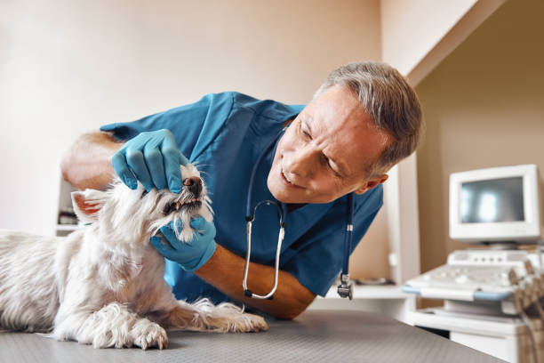 Best Urgent Dental Care in Tremont, PA
